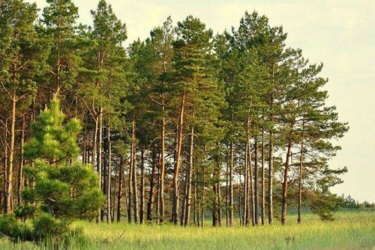 На Волині у державну власність повернули понад 32 га лісу