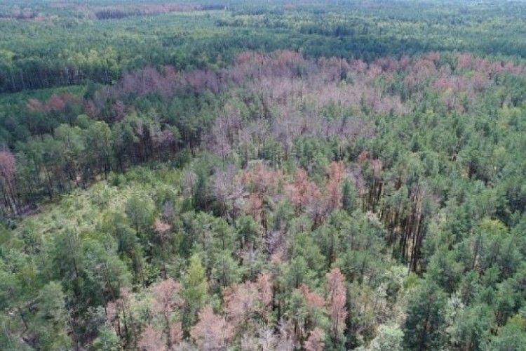 На Волині масово всихає сосна