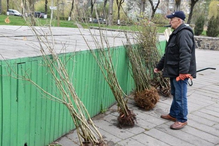 Сьогодні у центральному парку культури та відпочинку імені Лесі Українки садили дерева (фото)