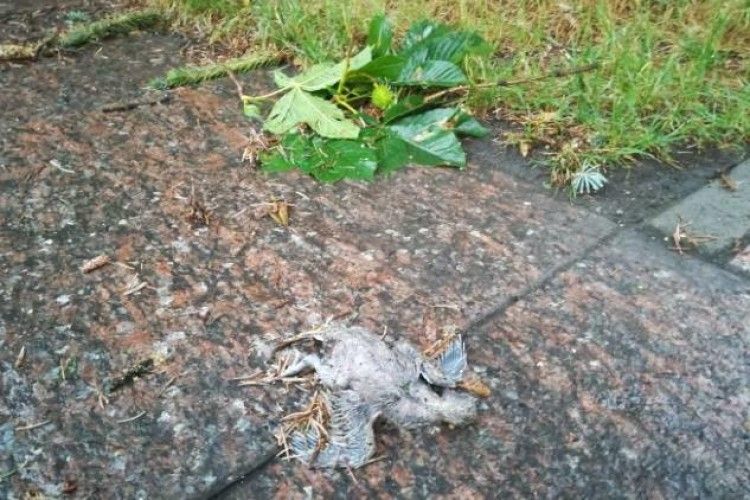 У Луцьку продовжує лютувати негода (фото)
