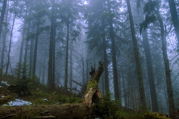 У Карпатах заблукали туристи зі Сходу України