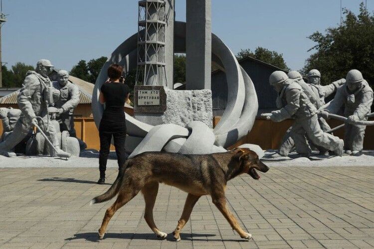 Собаки Чорнобиля: як волонтери з усього світу допомагають бездомним тваринам у зоні відчуження