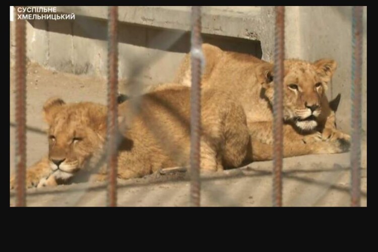 В обласному центрі Західної України втекли з кліток два леви 