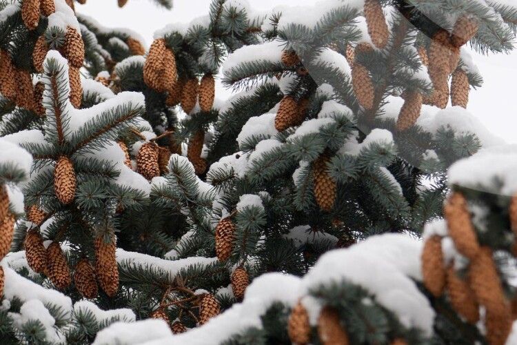 Якою буде погода на Волині