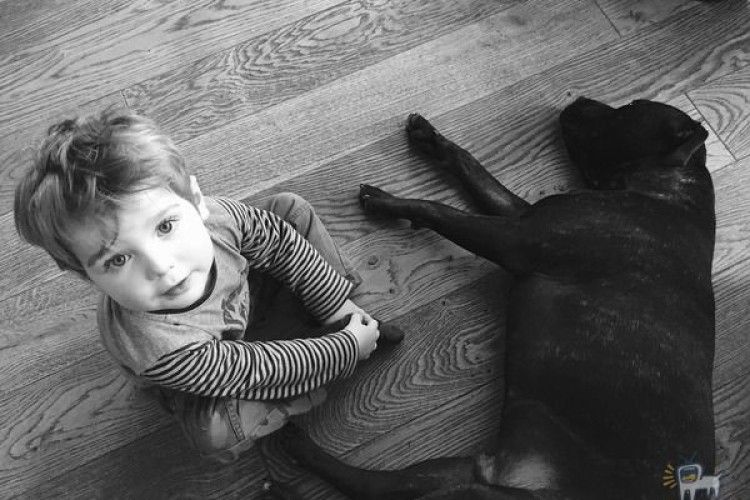 Домашні улюбленці можуть бути небезпечними!