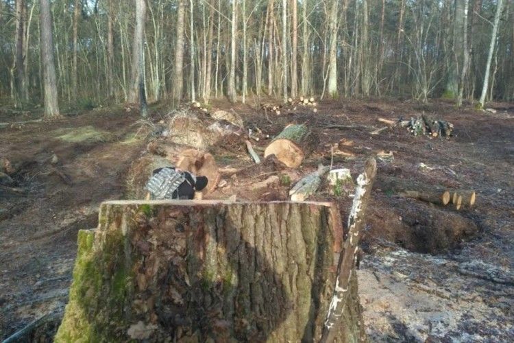 На Турійщині в заказнику «Осівський» вирубують 120-річний вільховий та дубовий ліс (Фото)