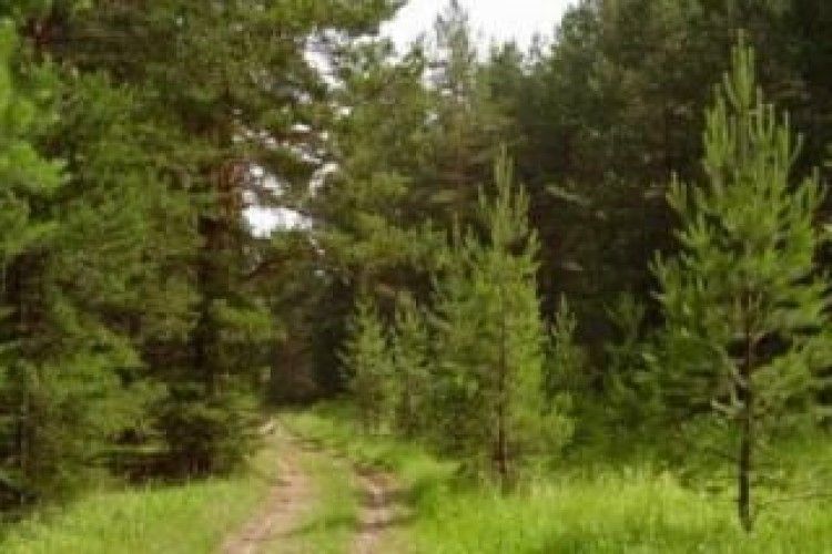 Міжнародні фахівці високо оцінили роботу наших лісівників 