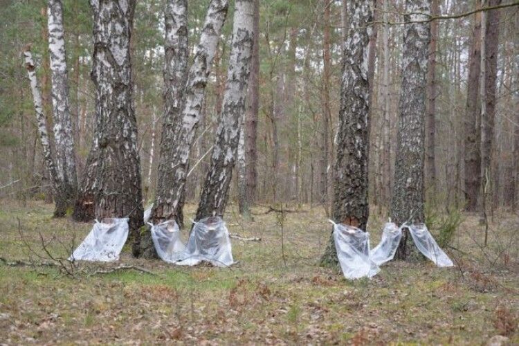 На Волині розпочинають заготівлю березового соку