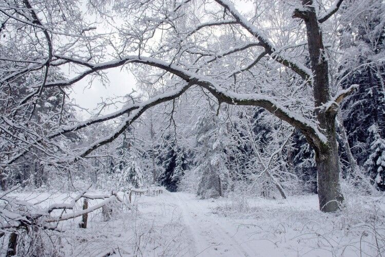 Чи надовго зима на Волині?