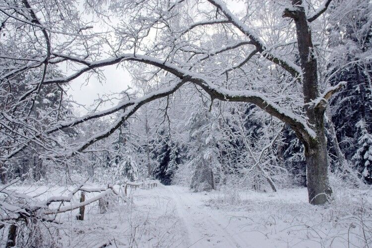 Якою буде погода на Волині в найближчі дні