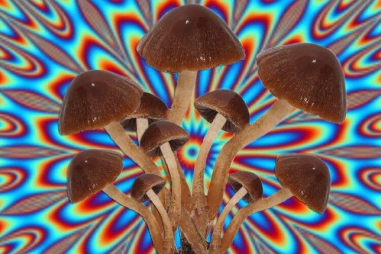 Зеленського просять легалізувати марихуану та галюциногенні гриби