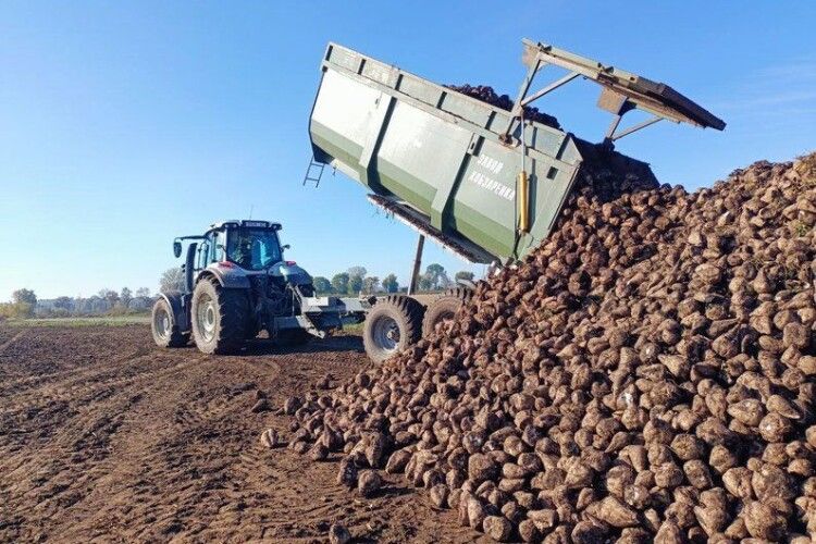 На Волині є два цукрових заводи, які виробляють 150-170 тисяч тонн цукру на рік