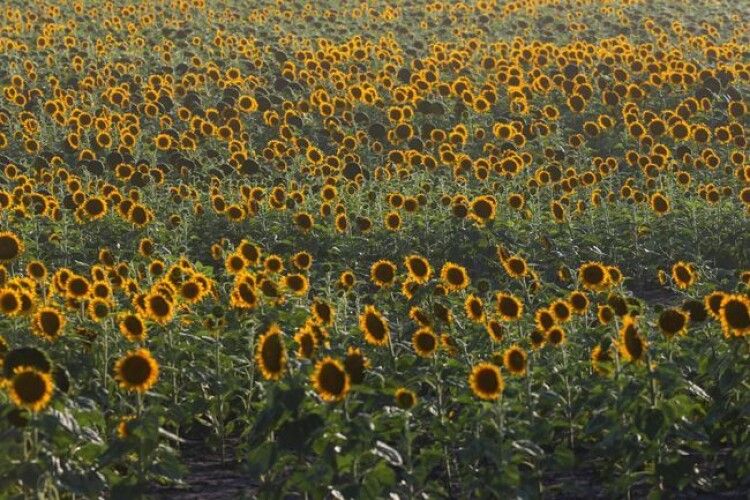 Фермер у США висадив 2 млн соняшників, щоб ощасливити людей