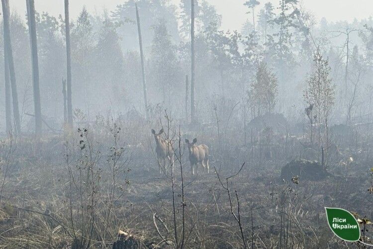 Волинські лісівники показали на фото звірів, дім яких спалили люди