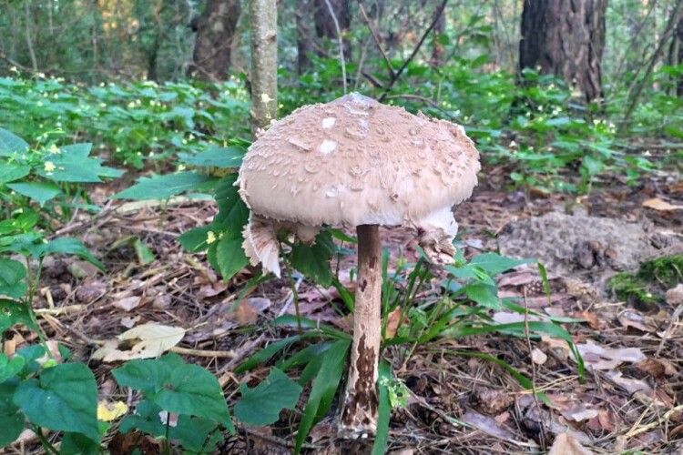 На волинян чекає дощова осінь – ліси вже заполонили гігантські гриби-парасольки