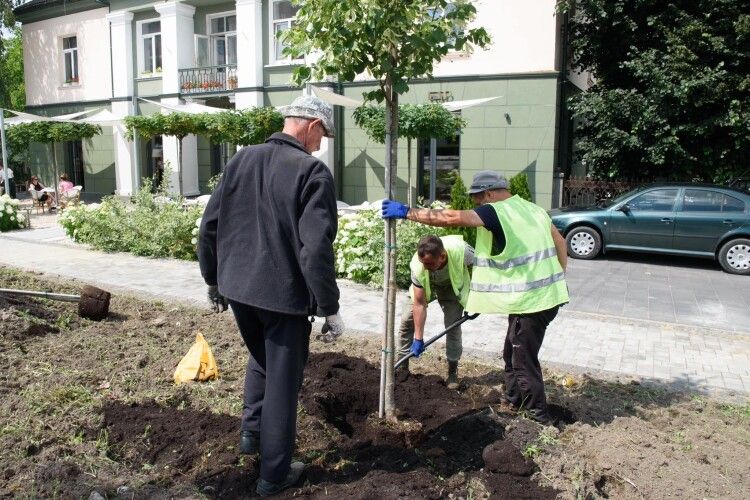 У Луцьку розпочали озеленювати відремонтований проспект Волі