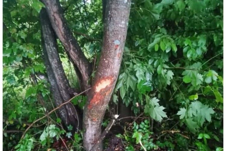 На Волині мотоцикліст врізався в дерево: 17-річний водій та пасажирка потрапили до лікарні