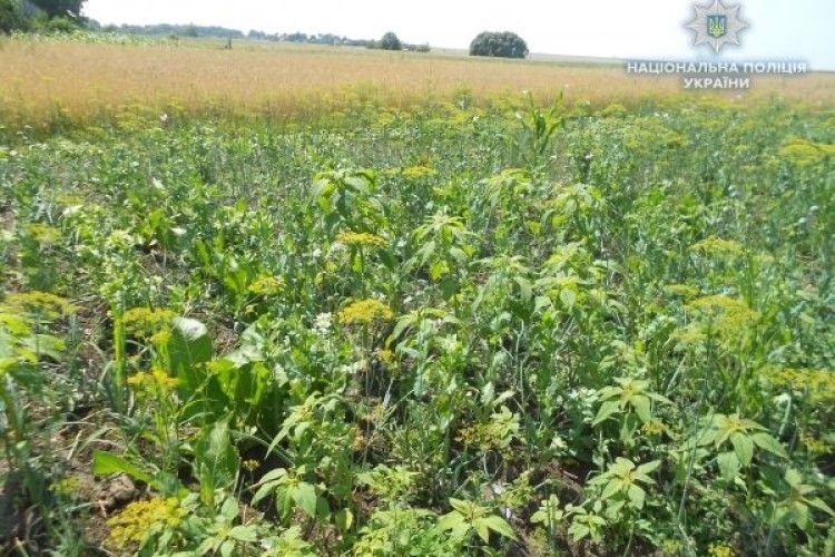 Міні-плантація маку на Рівненщині