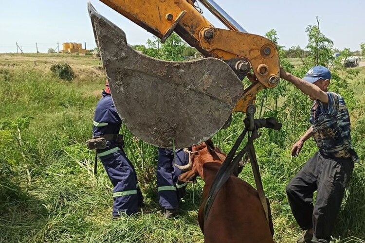 Бійці ДСНС та екскаваторник водоканалу врятували корову, яка гепнулася в колодязь (Фото)