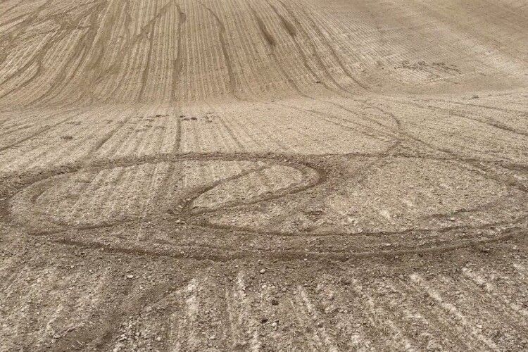 На Волині підлітки знищили посіви буряків на кількох гектарах поля (Фото)