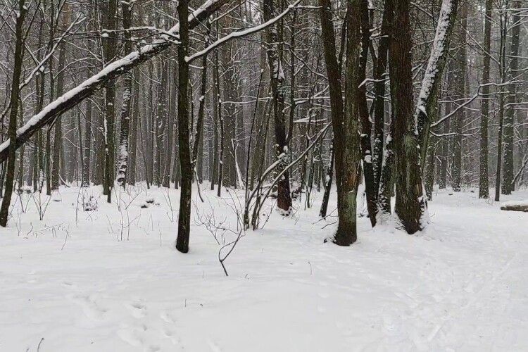 «Мамо, будь ласка, не треба!»: релігійна жінка у лютий мороз завела голими в ліс трьох дітей