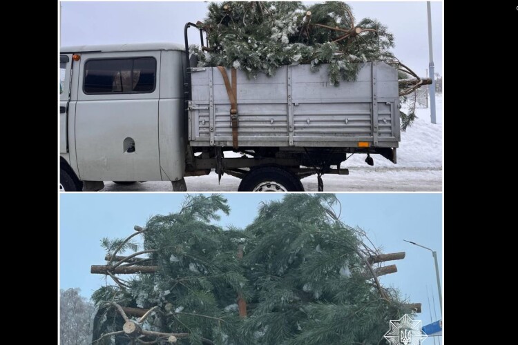 Чому на трасі Устилуг – Луцьк – Рівне зупинили вантажівку із новорічними соснами