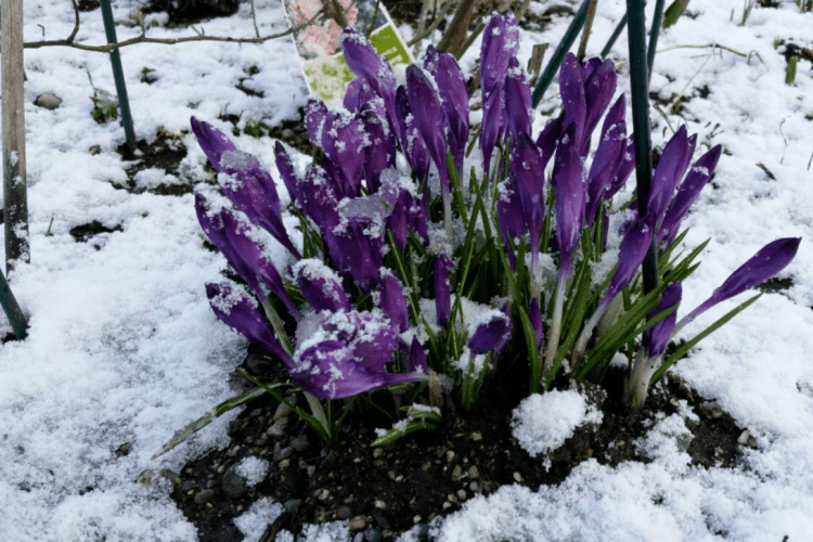 Погода на понеділок: весна стукає у двері