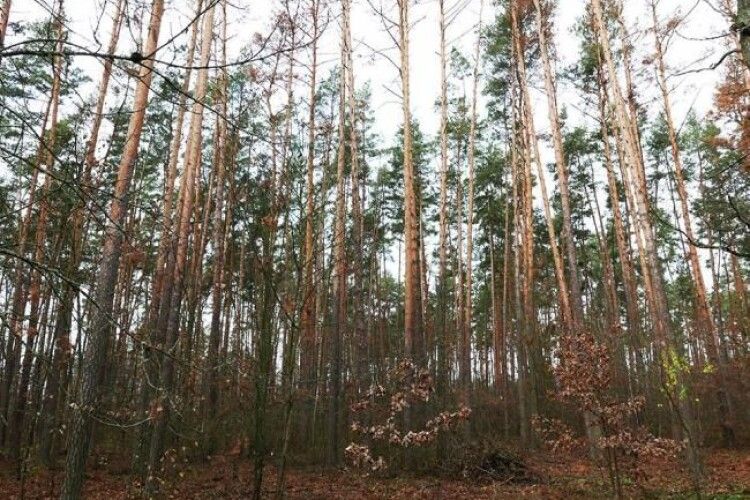На жителя Рівненщини впала гілка – чоловік помер у лікарні