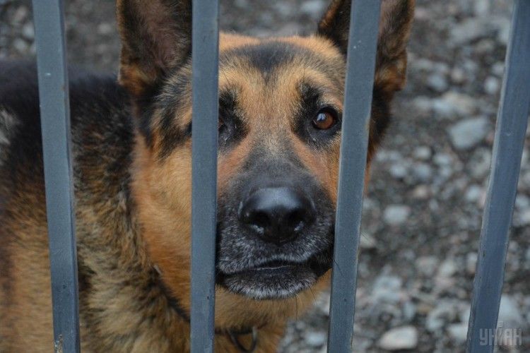 Шукати зброю, вибухівку і затримувати злочинців: як цуценят готують до роботи на блокпостах 