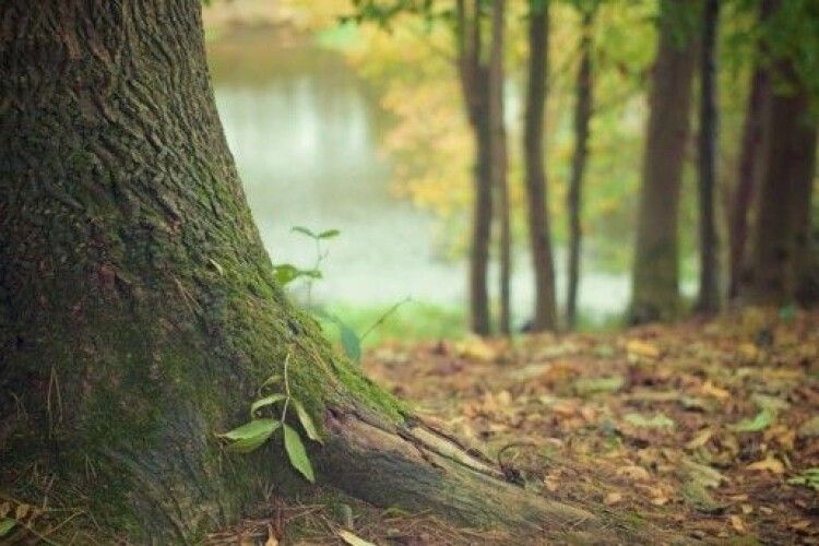 Гілка дерева впала на людей: 29 постраждалих