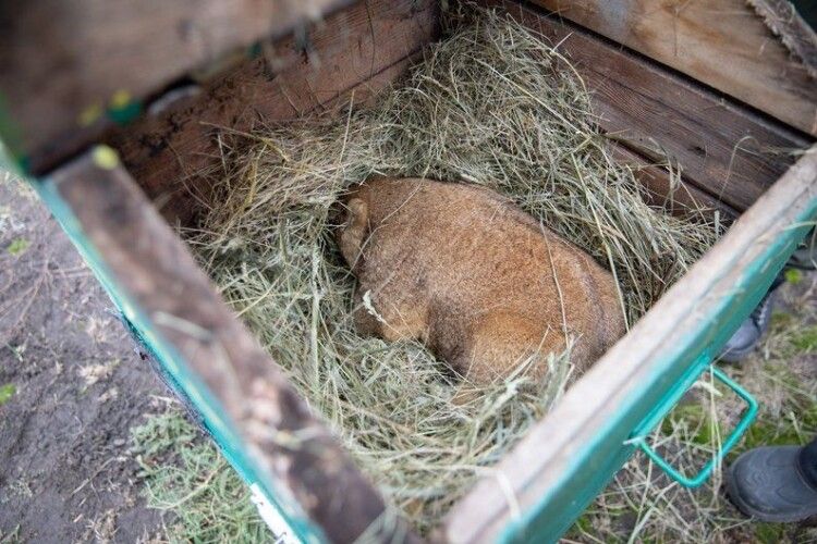 Прогноз бабака Тимка: віщун передбачив, коли чекати весну