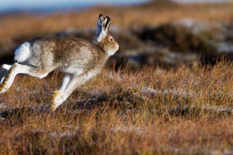 На Волині покарають браконьєра, який застрелив зайця
