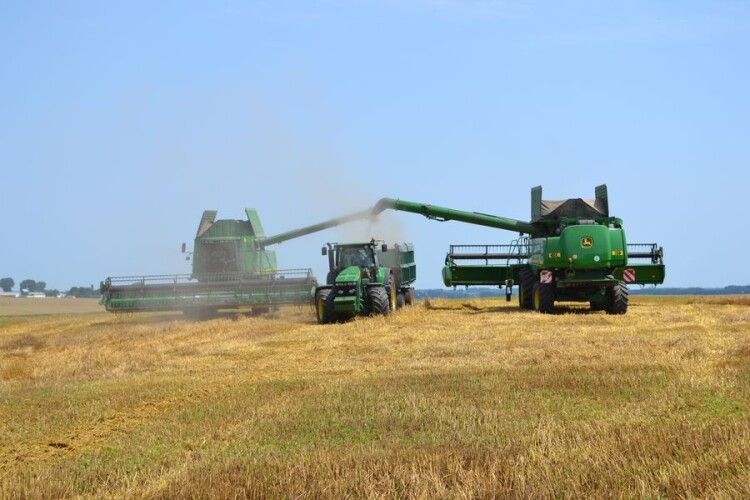 Цього року врожай пшениці в Україні гірший за торішній