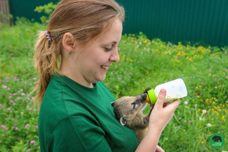 У Луцькому зоопарку виходили крихітку-носуху, якого покинула мама відразу після народження 