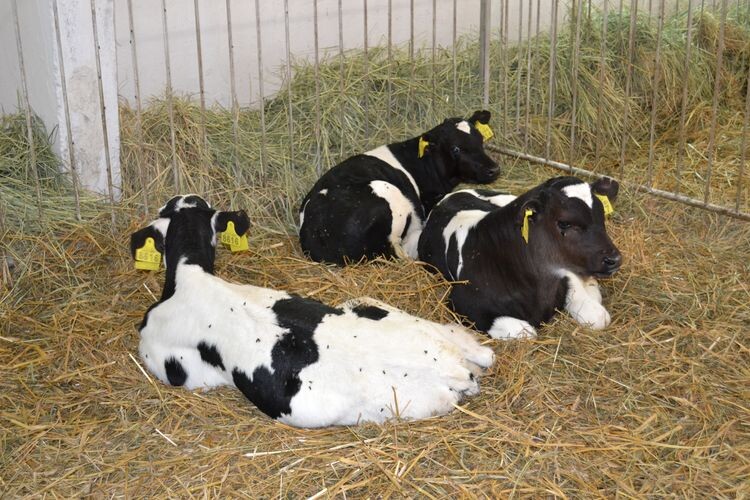 Волинські ветеринари накуплять ліків на 5,5 мільйона гривень