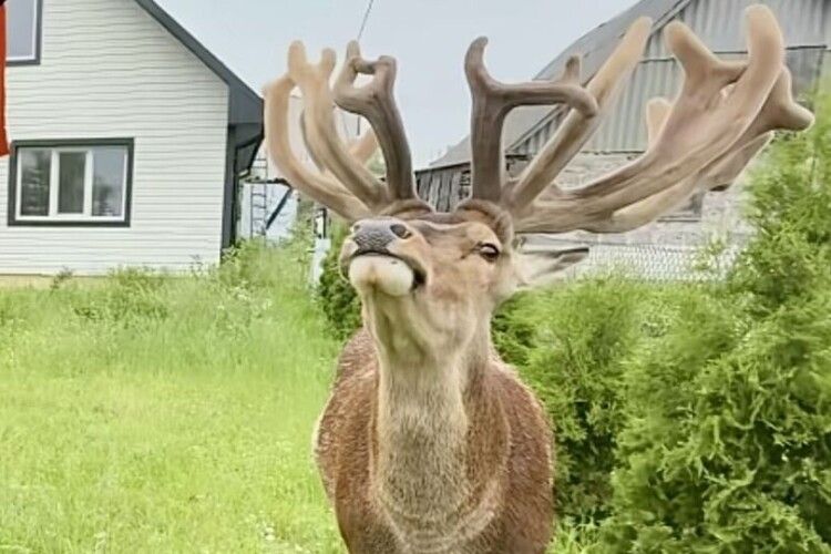 Водійку, яка на Рівненщині збила зірку TikTok оленя Бориса, судили