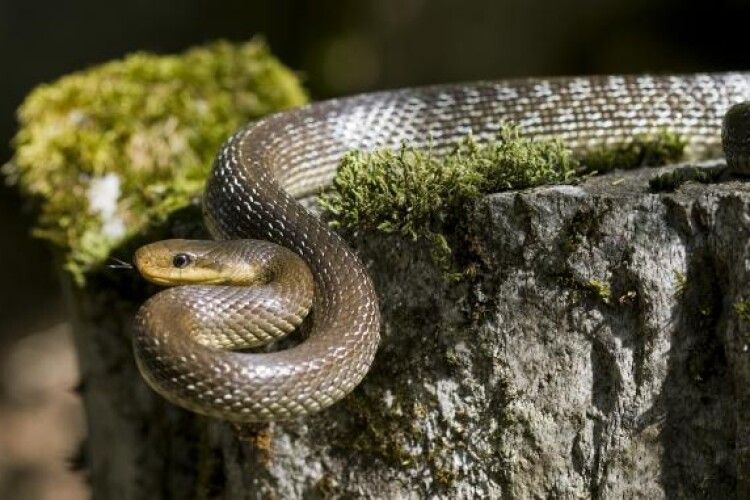 У рівненських лісах активізувалися змії (Відео)