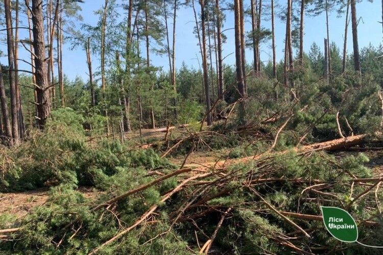 Вчорашній бурелом знищив понад 400 га лісу на Рівненщині та Волині