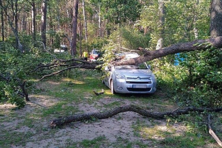 На Рівненщині на машину впало дерево (Фото)