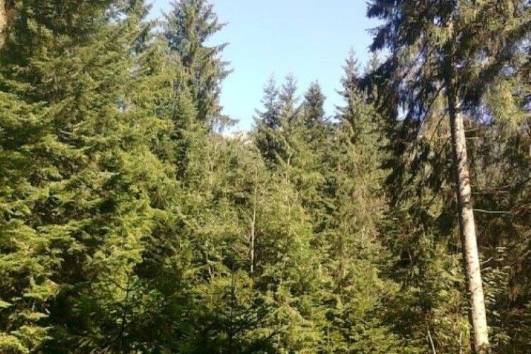 Горохівчанин знайшов смертоносні «гриби»