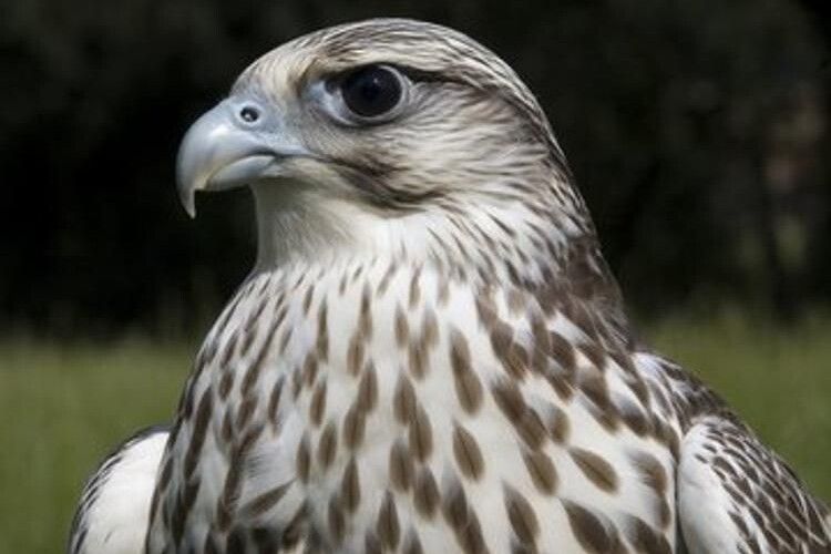 На Поліссі рятують скаліченого птаха (Фото)