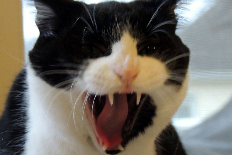 Скажений кіт вкусив селянку на Рівненщині