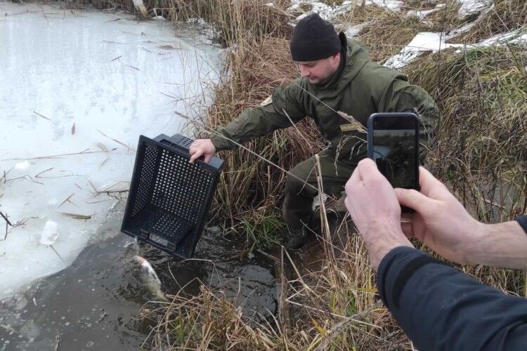 До водосховища на Волині вселили понад 2 тонни риби