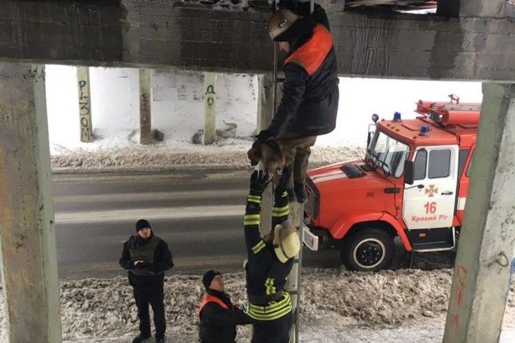 Бійцям ДСНС довелося рятувати цуцика-верхолаза (фото)