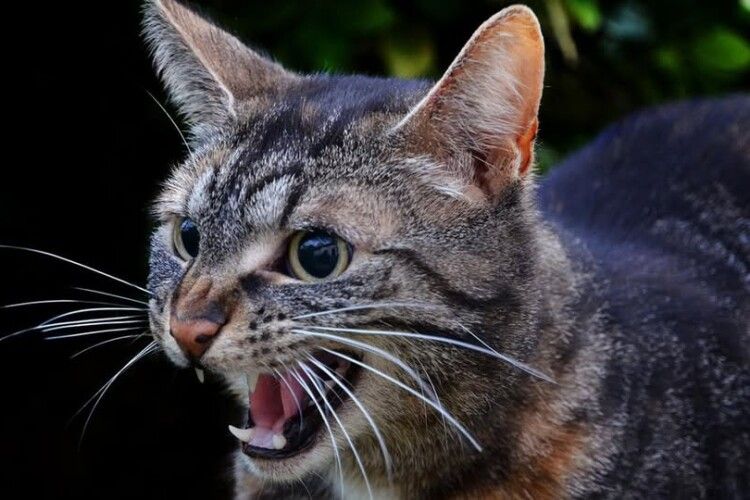 У селі на Волині ввели карантин через сказ у кота