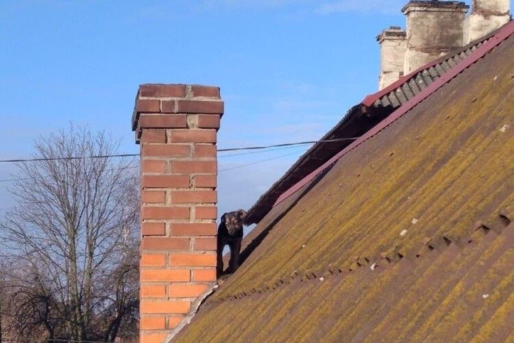 Пес на даху: волинські рятувальники розповіли про незвичайне завдання (Фото)