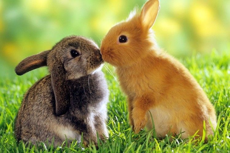 Польське міністерство охорони здоров'я порадило своїм землякам брати приклад з кроликів