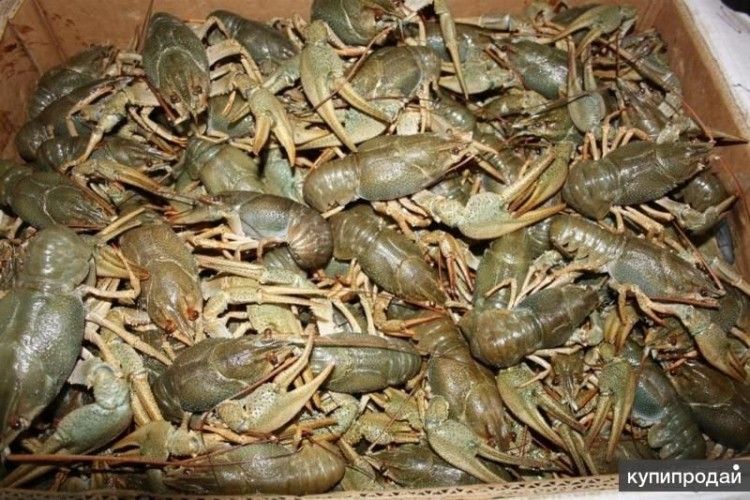 Рибінспектори взяли за с**ку трьох рівнян, які торгували раками