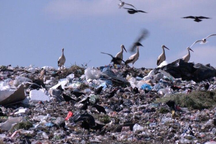 На сміттєвому полігоні у Луцькому районі щороку збирають понад 90 тисяч тонн відходів 
