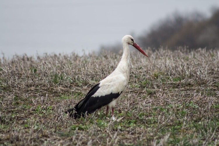 На Волині просять небайдужих допомогти лелеці, який втратив ноги